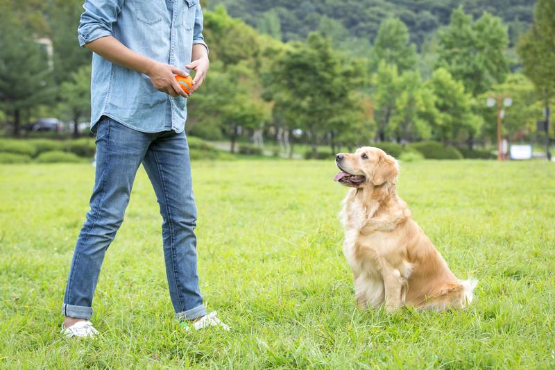 训狗实战与理论深入浅出，职业训犬师为你专业讲解